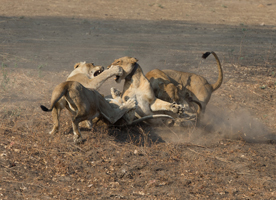 Lion Camp - South Luangwa